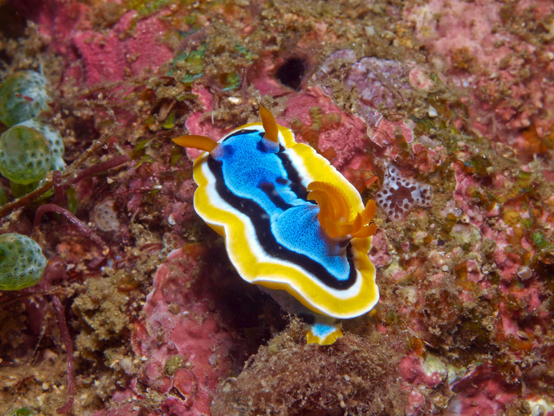 Nudibranch, Sinandigan Wall